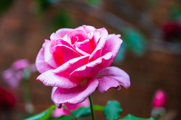 Primer plano de una hermosa flor rosa rosa que florece en un jardín.