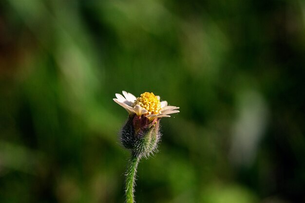 Primer plano de una hermosa flor silvestre en un jardín.