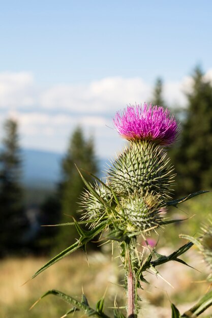 Primer plano de hermosa flor silvestre