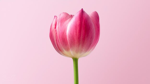 Primer plano de una hermosa flor de tulipán rosa en una pared rosa
