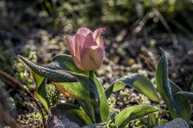 Primer plano de una hermosa flor de tulipán rosa de Sprenger en un jardín.