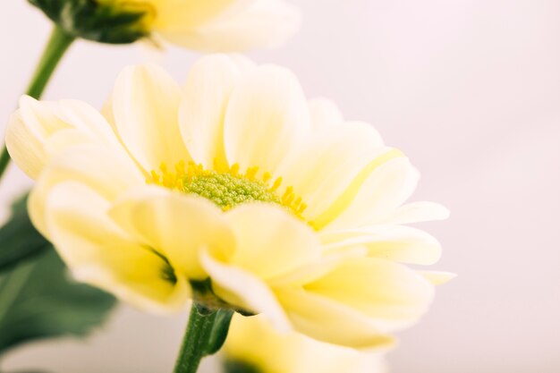 Primer plano de una hermosa flor