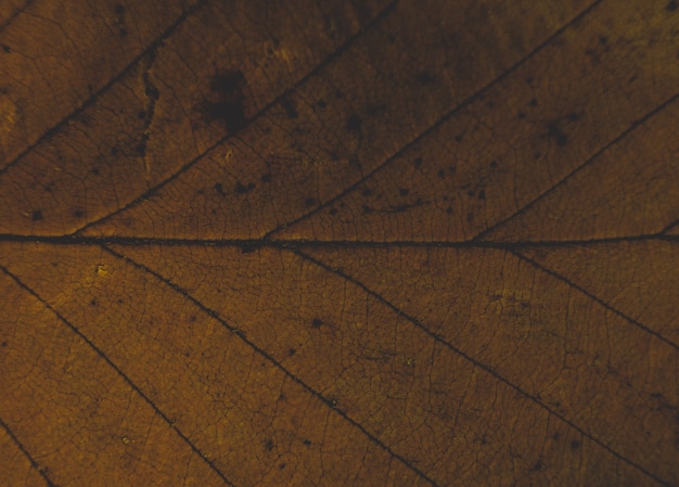 Primer plano de una hermosa hoja de texturas