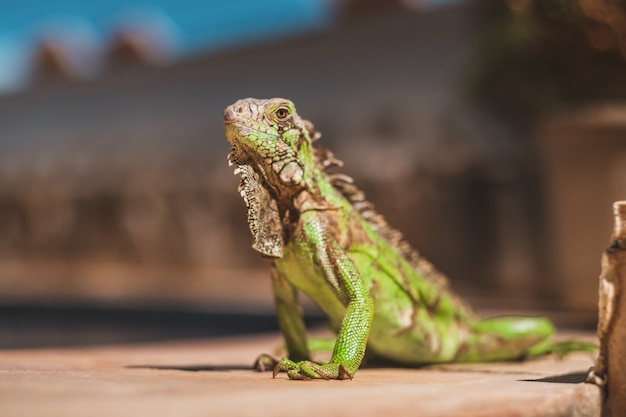 Primer plano de una hermosa iguana capturada en el norte de Brasil, Ceara, Fortaleza / Cumbuco / Parnaiba