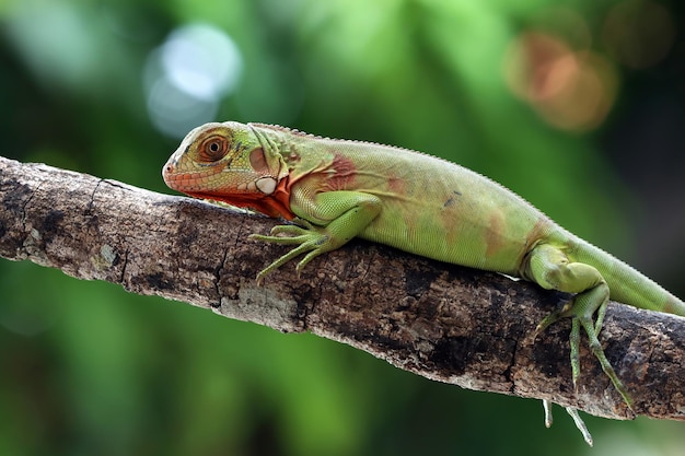 Primer plano de hermosa iguana verde sobre madera