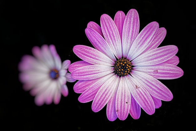 Primer plano de una hermosa margarita africana rosa