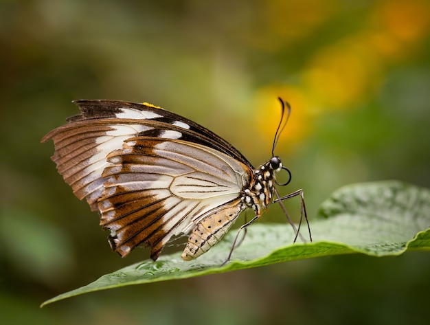 Primer plano de una hermosa mariposa sentada sobre una hoja verde sobre fondo borroso