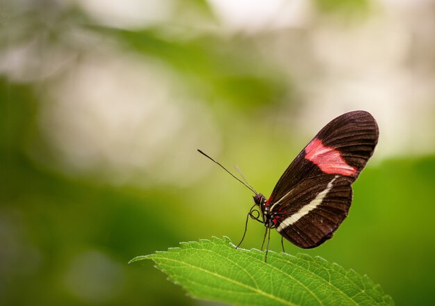Primer plano de una hermosa mariposa sentada sobre una hoja verde