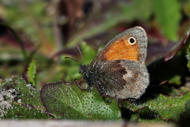 Primer plano de una hermosa mariposa sobre las hojas verdes