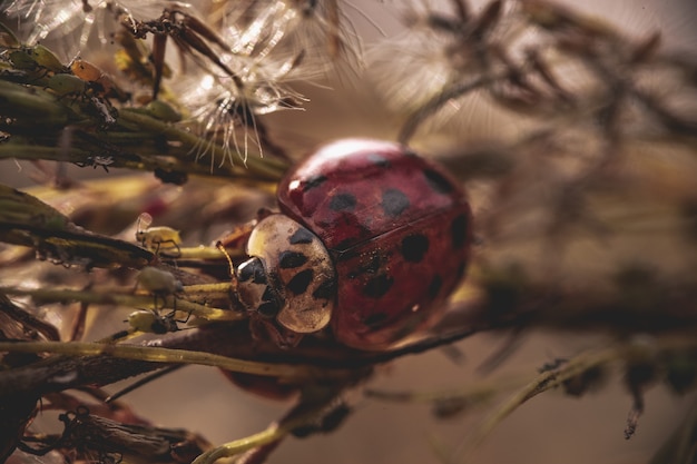 Primer plano de una hermosa mariquita en las hojas en un bosque