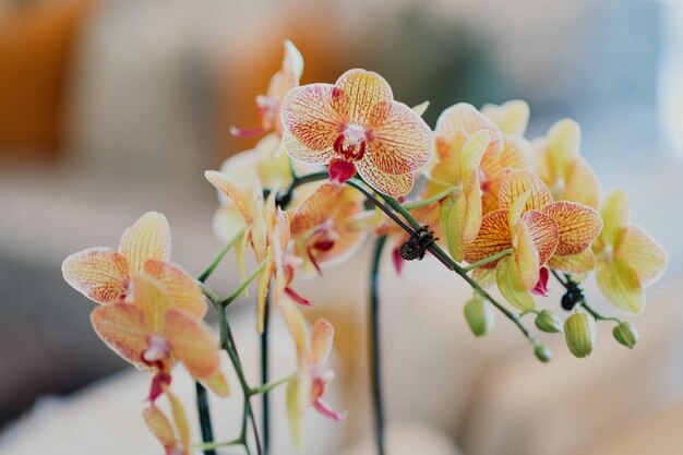 Primer plano de hermosa orquídea naranja