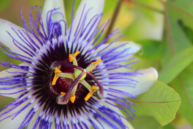 Primer plano de una hermosa pasiflora púrpura