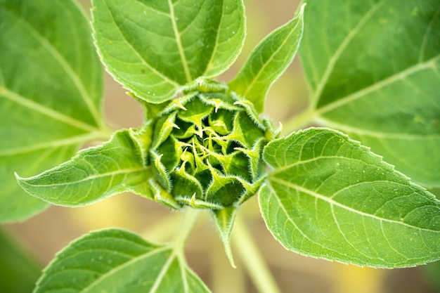 Primer plano de una hermosa planta verde