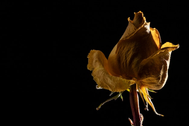 Primer plano de hermosa rosa amarilla