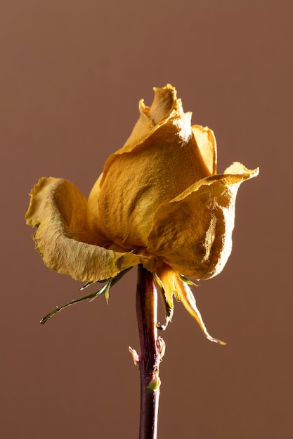 Primer plano de hermosa rosa amarilla