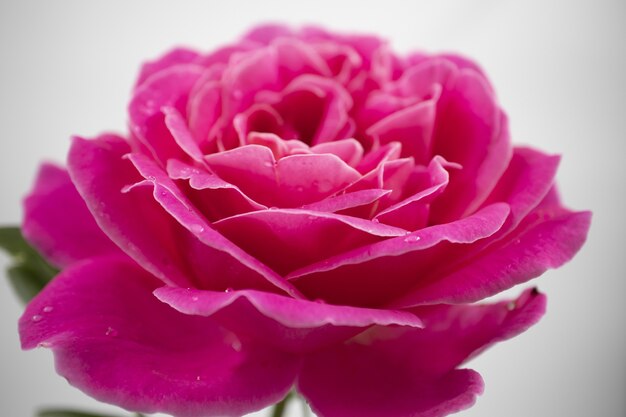 Primer plano de una hermosa rosa rosa con gotas de agua aislado sobre un fondo blanco.