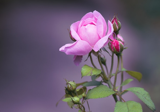 Primer plano de una hermosa rosa rosa jardín