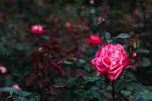 Foto gratuita primer plano de la hermosa rosa rosa