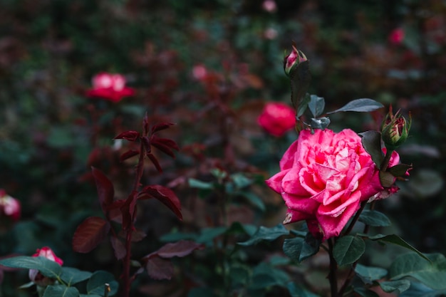 Primer plano de la hermosa rosa rosa