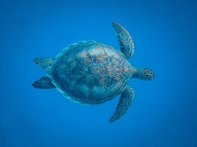 Primer plano de una hermosa tortuga nadando bajo el mar