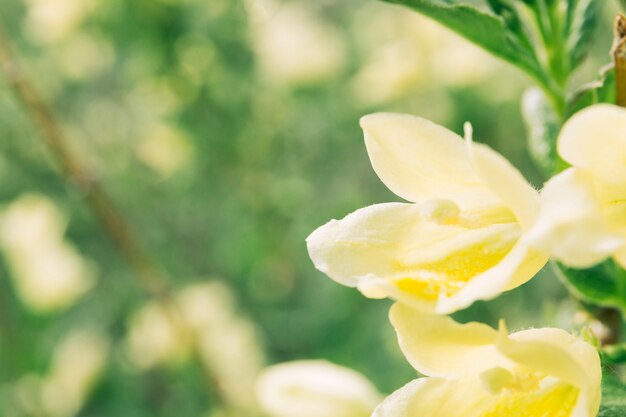 Primer plano de la hermosa trompeta púrpura