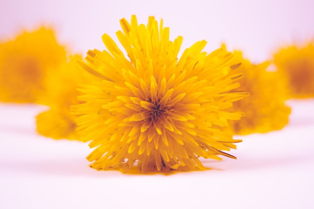 Primer plano de hermosas flores amarillas sobre una superficie blanca