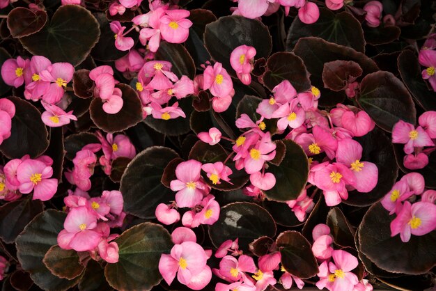 Primer plano de hermosas flores de begonia rosa