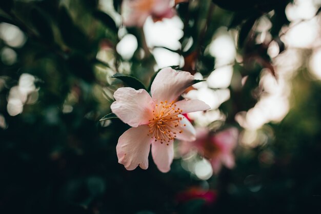Primer plano de hermosas flores de cerezo en un jardín.