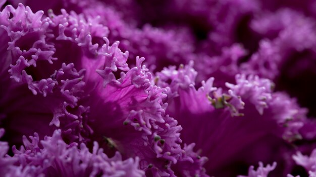 Primer plano hermosas flores de color púrpura
