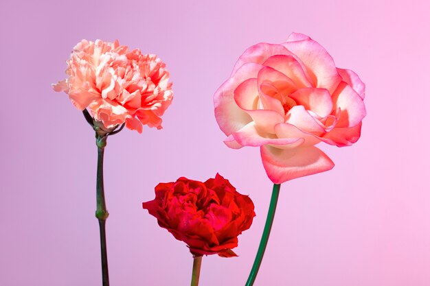 Primer plano de hermosas flores florecientes