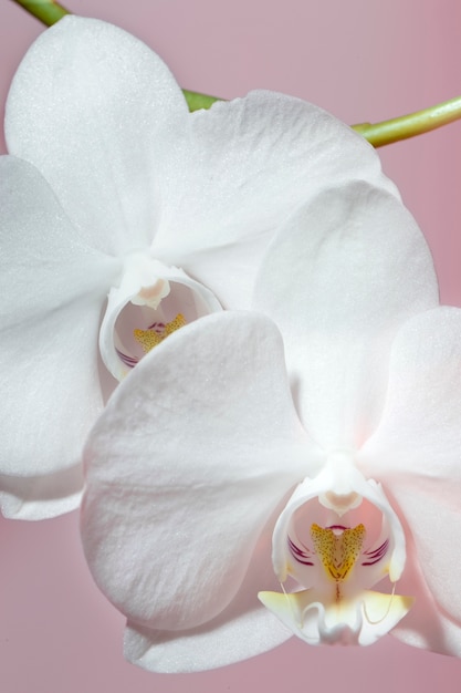 Primer plano de hermosas flores florecientes