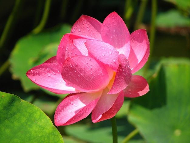 Primer plano de hermosas flores de loto rosa en un estanque en un paisaje tranquilo