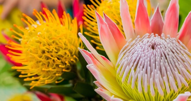 Primer plano de hermosas flores rey protea fynbos en un estanque