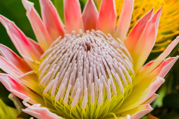 Primer plano de hermosas flores rey protea fynbos en un estanque