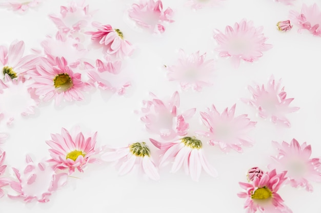 Foto gratuita primer plano de hermosas flores rosadas flotando en el agua