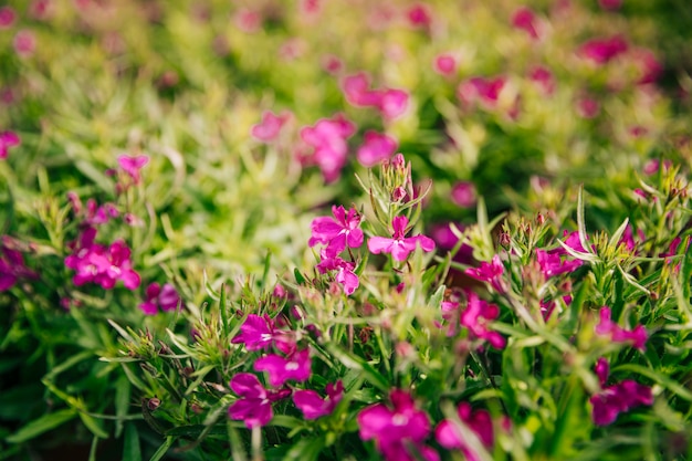 Primer plano de hermosas flores rosadas frescas