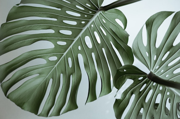 Primer plano de hermosas hojas de monstera naturales con textura.