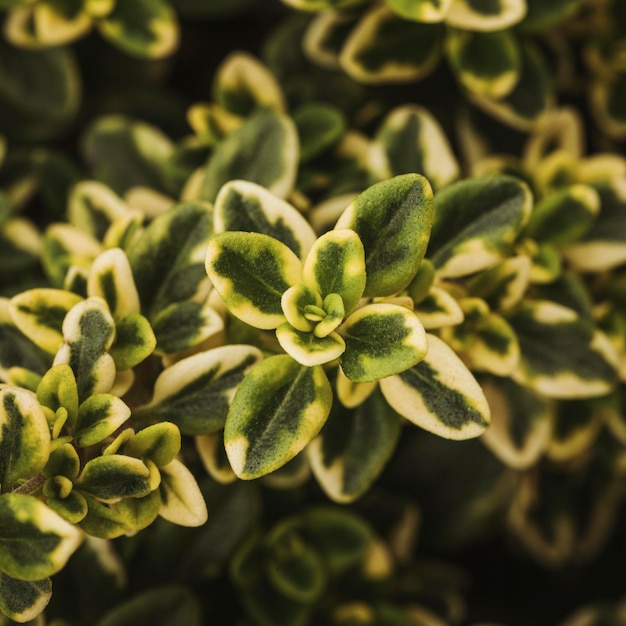 Foto gratuita primer plano de hermosas hojas de plantas