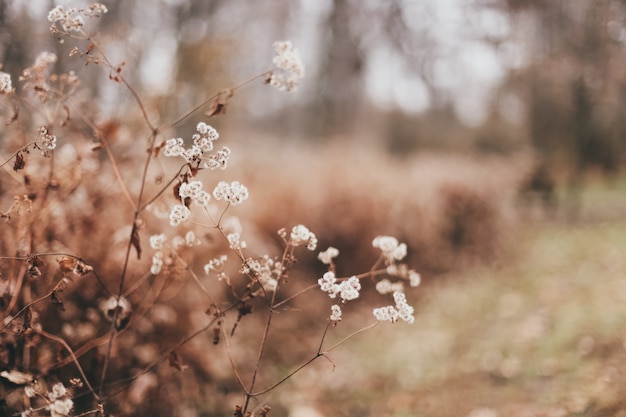 Primer plano de hermosas hojas secas y plantas en un bosque