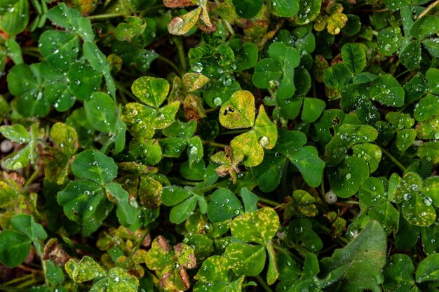 Primer plano de hermosas hojas verdes y amarillas cubiertas con gotas de rocío