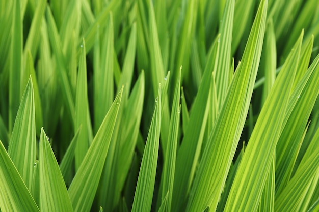 Primer plano de hermosas hojas verdes y pasto cubierto de rocío de la mañana