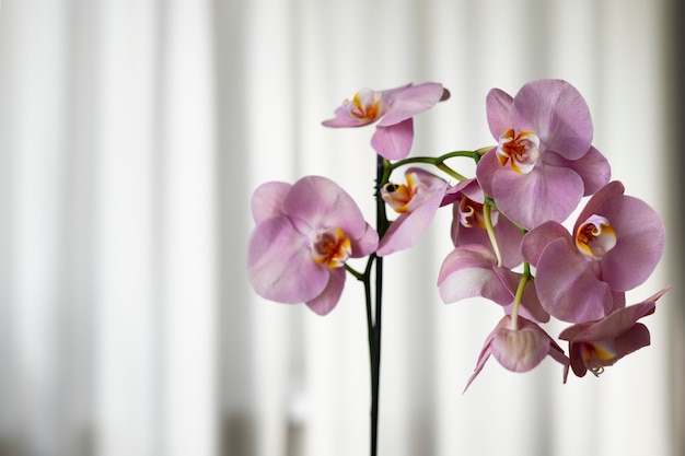 Primer plano de hermosas orquídeas