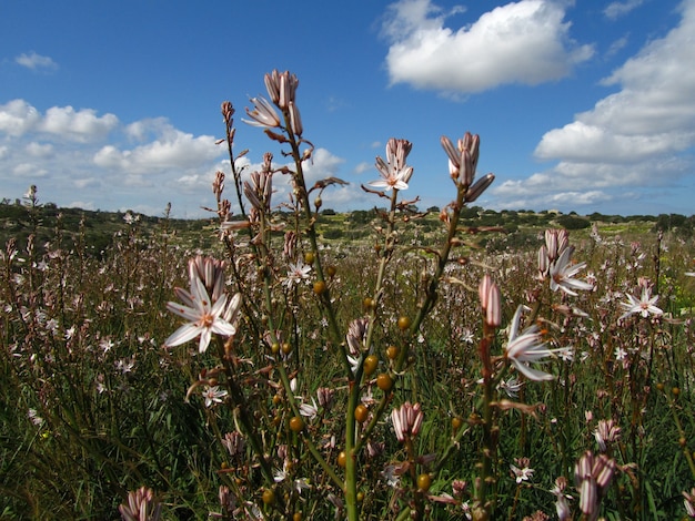 Primer plano de hermosas plantas Asphodel ramificadas en las islas maltesas, Malta