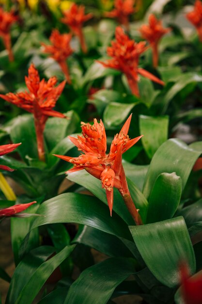 Primer plano de hermosas plantas con flores rojas