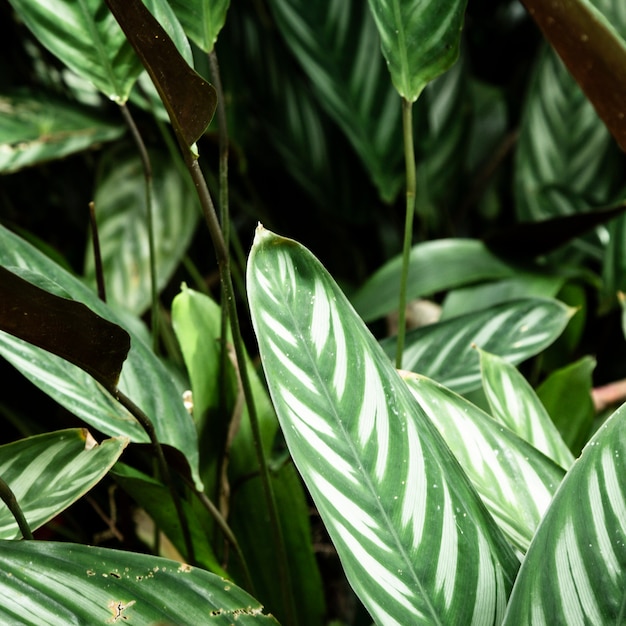 Primer plano de hermosas plantas tropicales
