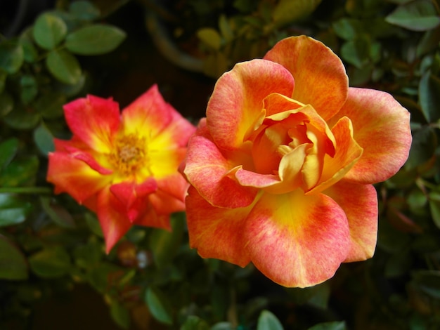 Primer plano de hermosas rosas rodeadas de vegetación