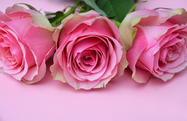 Primer plano de las hermosas rosas rosadas sobre un fondo rosa