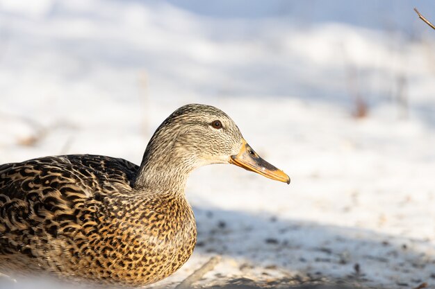 Primer plano de un hermoso ánade real descansando sobre una superficie nevada del suelo