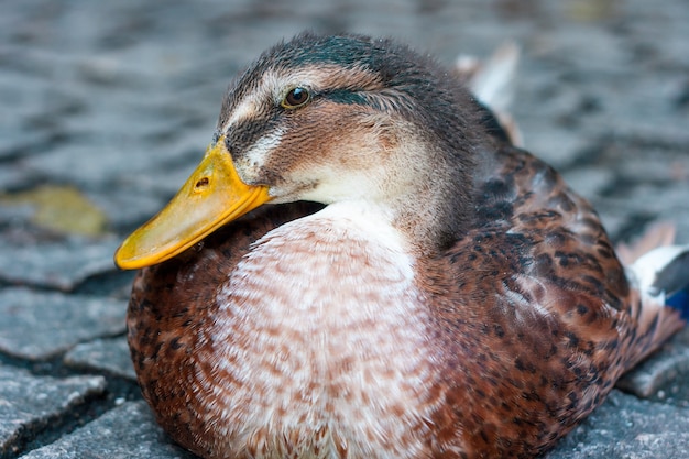 Primer plano de un hermoso ánade real en un lago