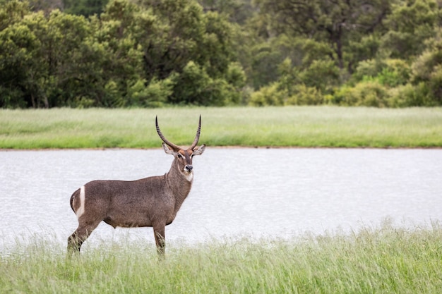 Primer plano de un hermoso antílope de pie cerca del lago en el bosque